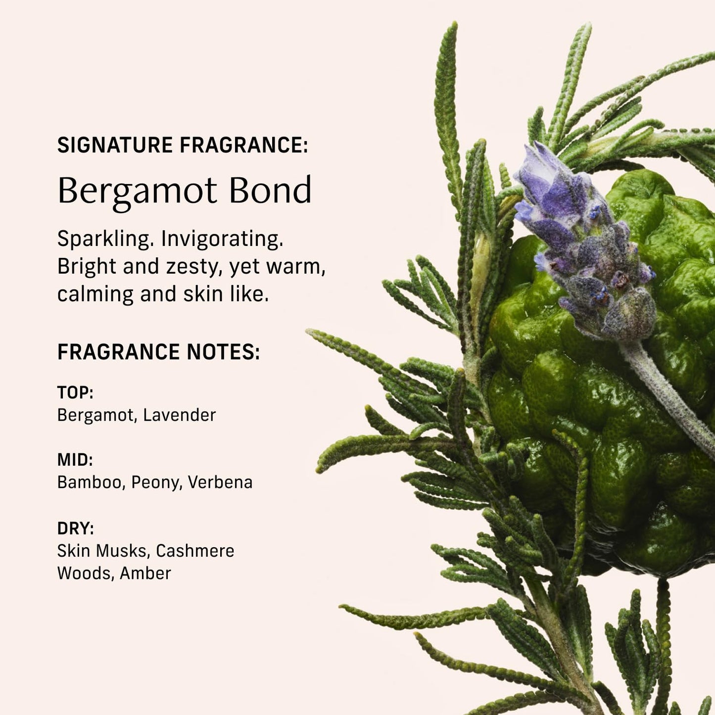 Perfume Oil Roll-On. Travel-Friendly Bergamot Bond Fragrance With Bergamot, Verbena, and Cashmere. Long-Lasting Essential Oil Parfum For Women and Men. 0.5 Fl Oz Scented Rollerball Bottle